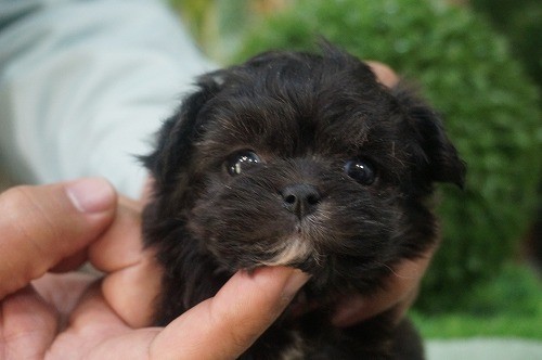 雑種(ミックス・デザイン犬)