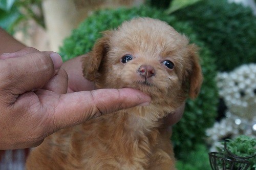 雑種(ミックス・デザイン犬)