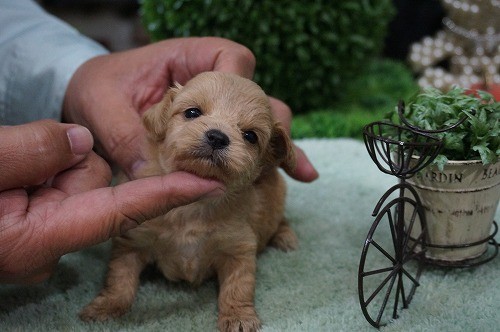 雑種(ミックス・デザイン犬)　販売