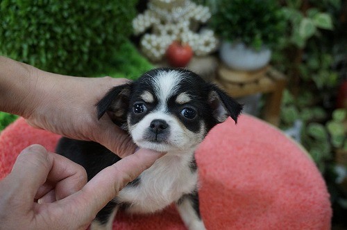 雑種(ミックス・デザイン犬)