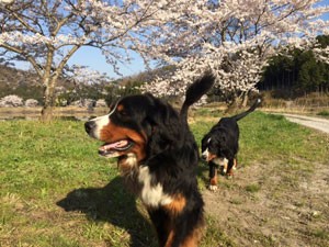 カミンスキーブリーダー